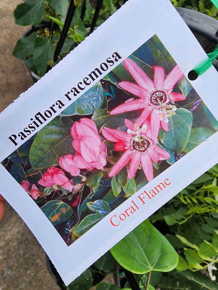 Coral Flame Passion Flower Vine - Ladybird Nursery