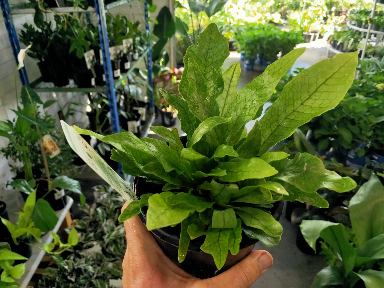 Crocodyllus Fern - Ladybird Nursery