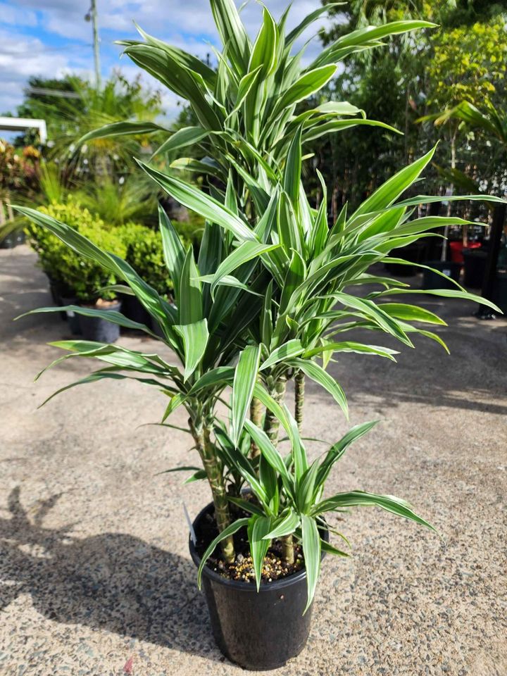 Dracaena - Ladybird Nursery