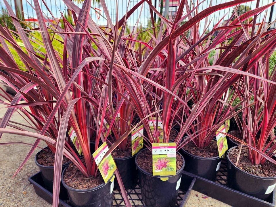 Cordyline 'Electric Pink™' (Cordyline banksii) - Ladybird Nursery