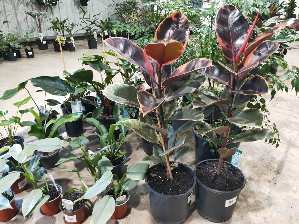 Ficus Rubra - Ladybird Nursery