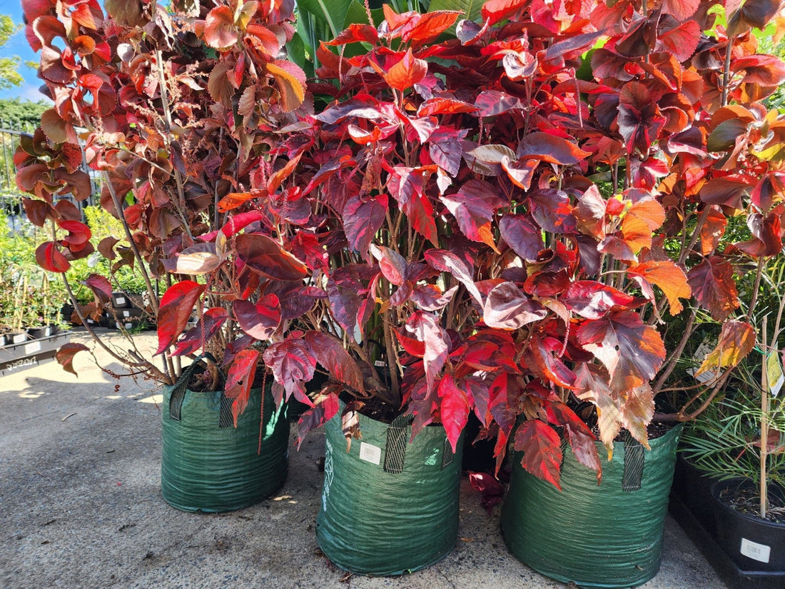 Fijian Fire Trees (Advanced size) Pickup only - Ladybird Nursery