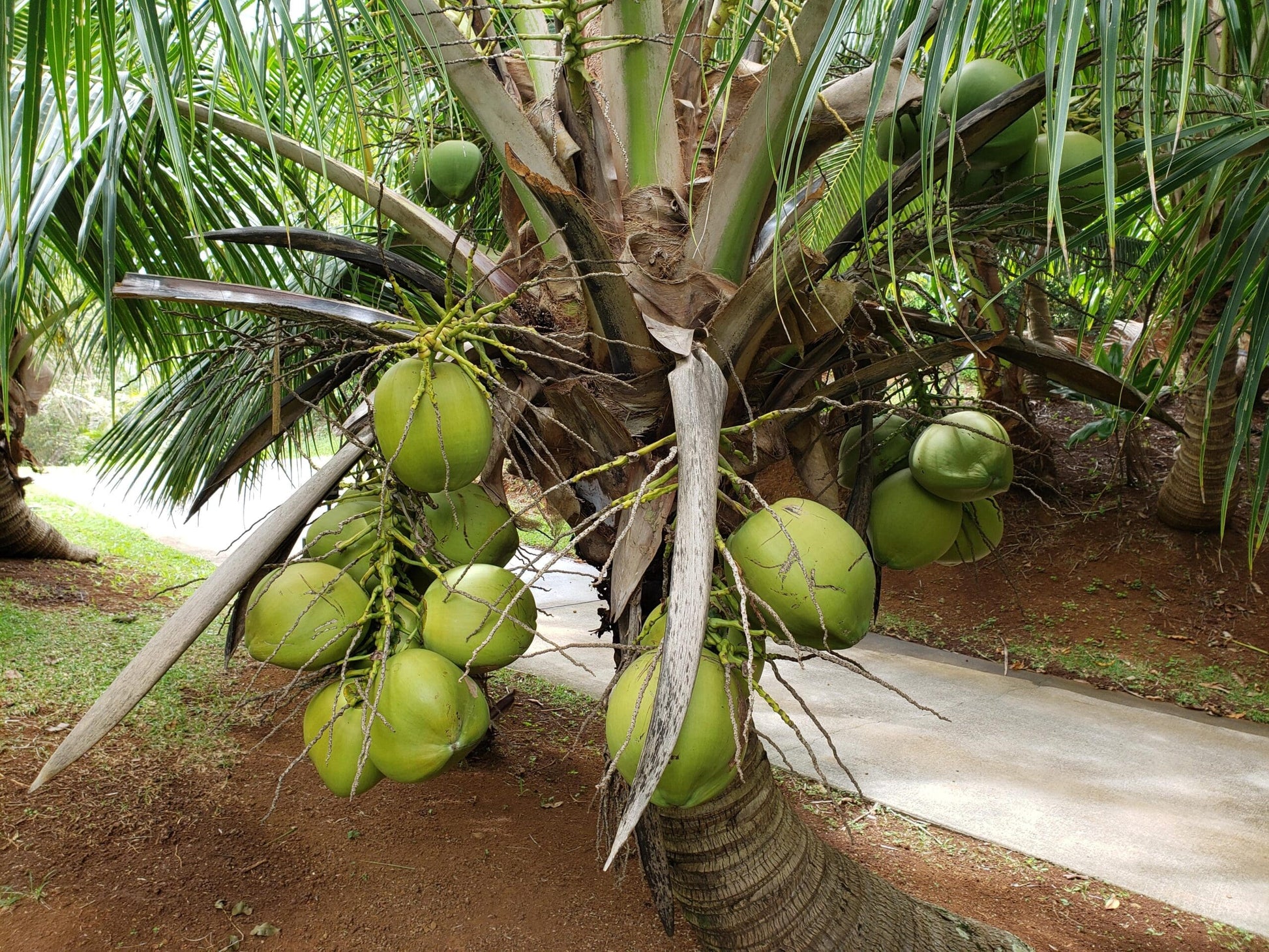 Malay Dwarf Green Coconut Tree