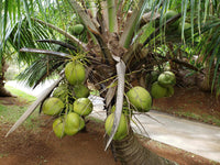 Malay Dwarf Green Coconut Tree