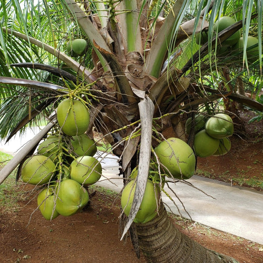 Malay Dwarf Green Coconut Tree - Ladybird Nursery