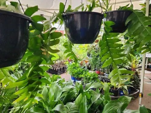 White Siam Princess (Euphorbia Siam) - Ladybird Nursery
