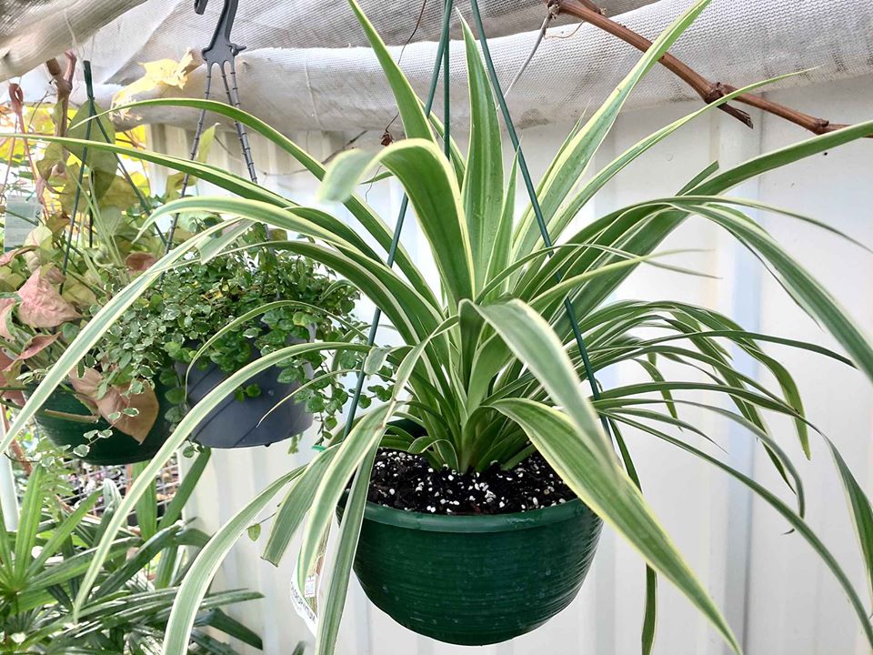 Hanging Basket plants - Ladybird Nursery