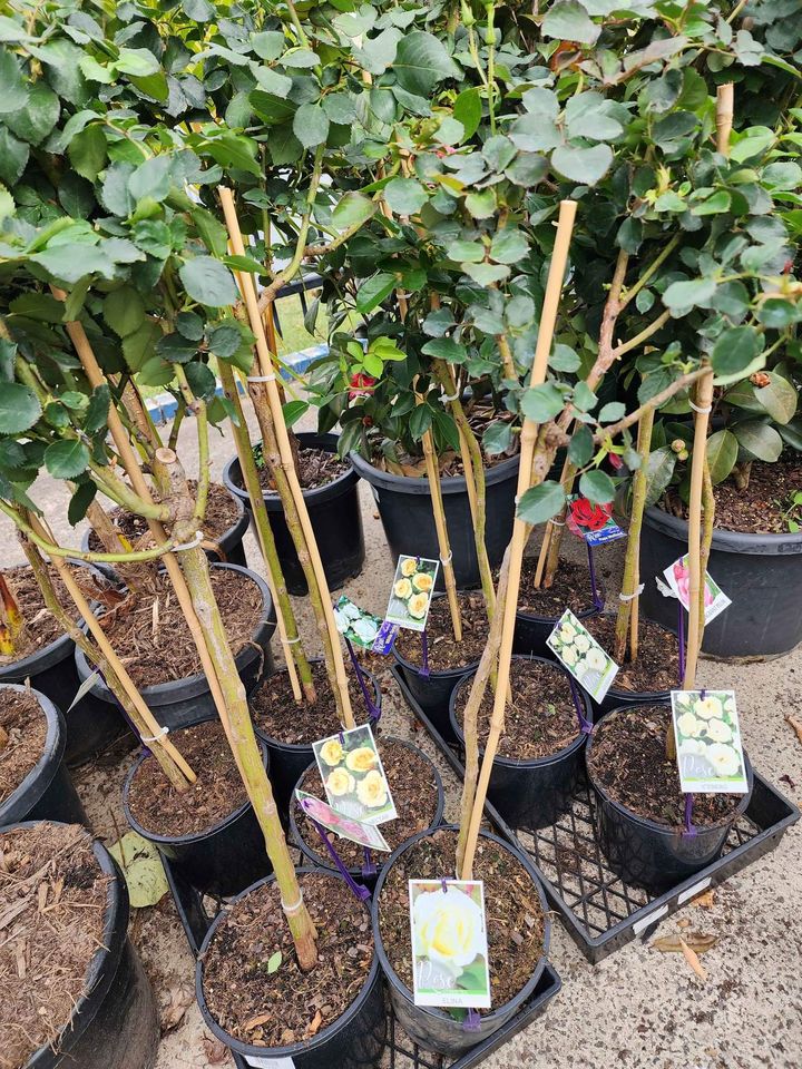 Rose 'Iceberg' 3ft Standards - Ladybird Nursery