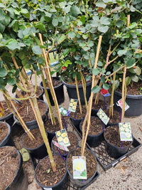 Rose 'Iceberg' 3ft Standards - Ladybird Nursery