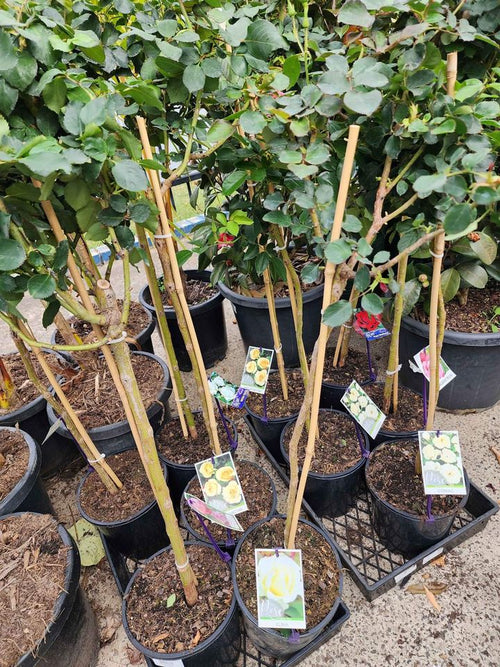 Rose 'Iceberg' 3ft Standards - Ladybird Nursery