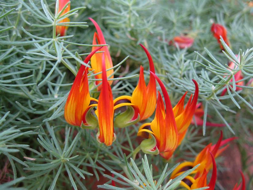 Lotus Red Flash(Lotus hybrid) - Ladybird Nursery