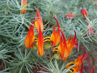 Lotus Red Flash(Lotus hybrid)