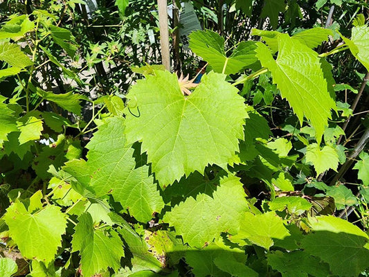 Ornamental Grape Vines