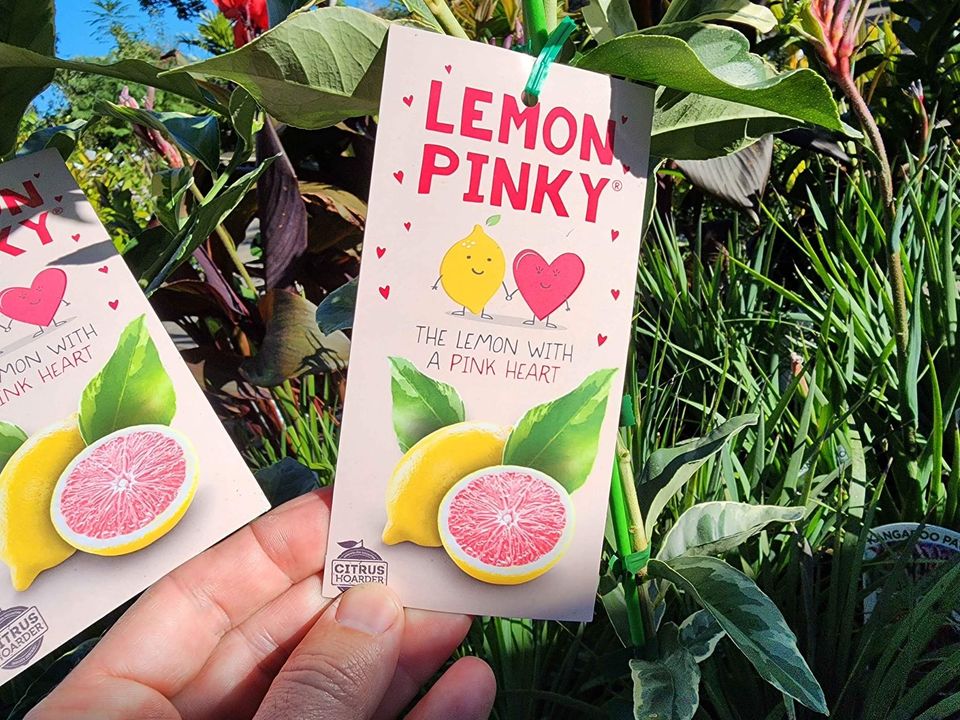 Pink Lemon Tree (QLD Only)