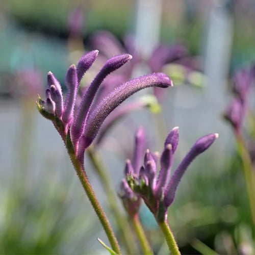 Purple-leaved Cootamundra Wattle Purpurea (Acacia baileyana)