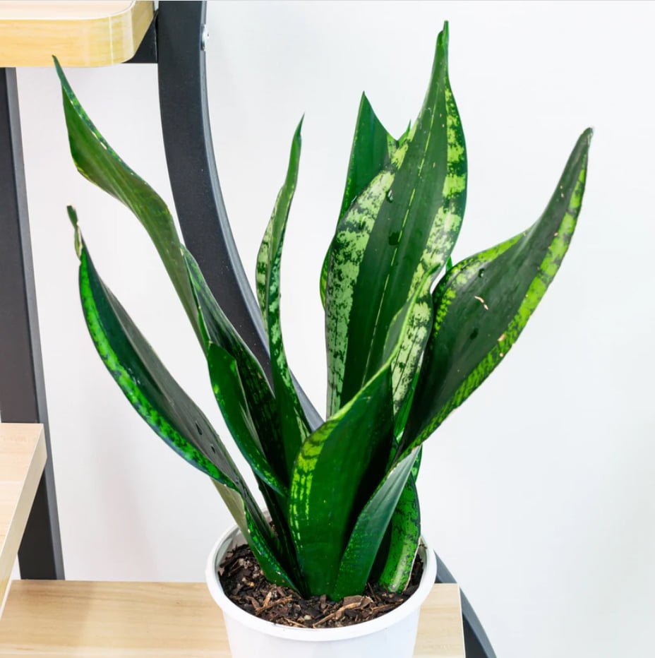 Sansevieria Whitney NEW - Ladybird Nursery