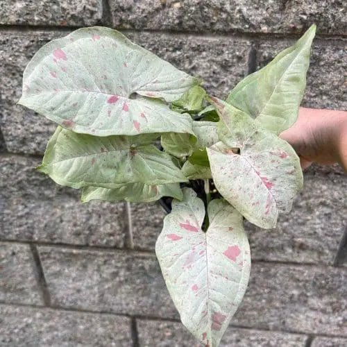 Silky Pincushion (Conostylis serrulata) - Ladybird Nursery