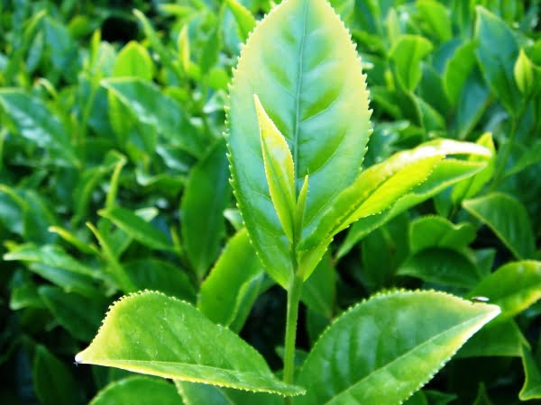 Tea Plant (Camellia sinensis)