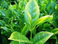 Tea Plant (Camellia sinensis)