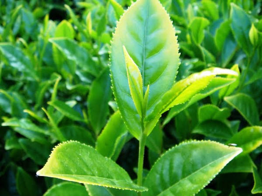 Tea Plant (Camellia sinensis) - Ladybird Nursery