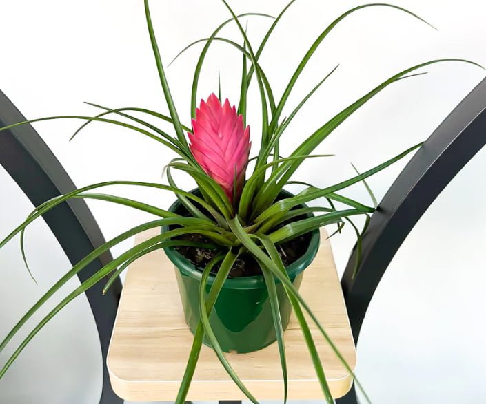 Tilandsia Pink Quill - Ladybird Nursery
