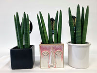 Twister plant in ceramic pot