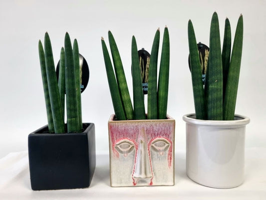 Twister plant in ceramic pot