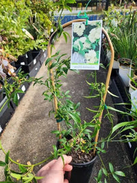 Wrinkled Bush-pea (Rulingia hermanniifolia)