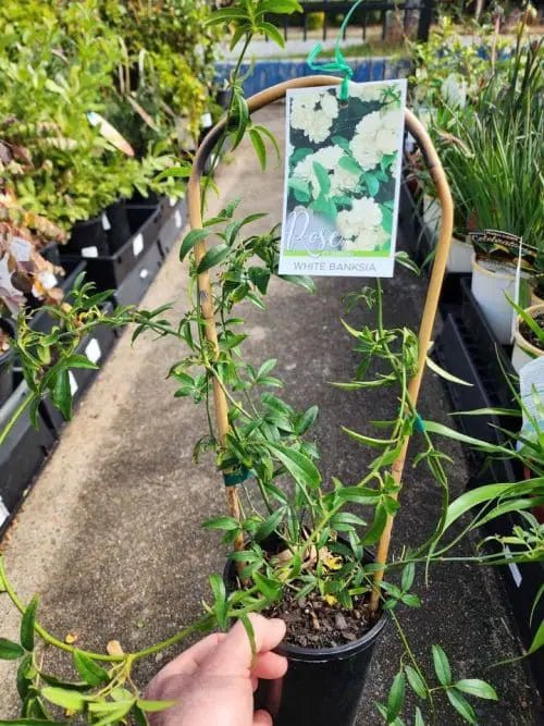 Wrinkled Bush - pea (Rulingia hermanniifolia) - Ladybird Nursery