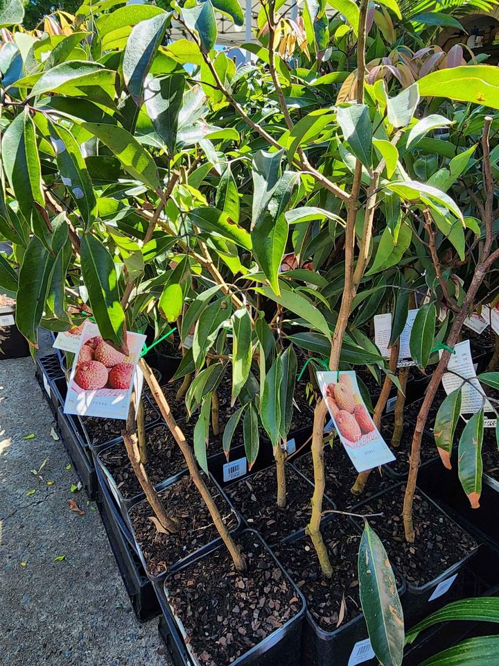 Seedless Lychee - Ladybird Nursery