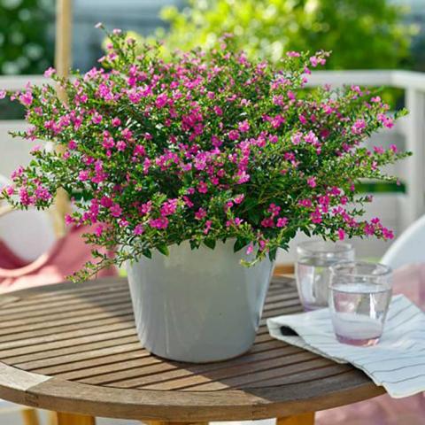 Cuphea Magenta (Cuphea FloriGlory)