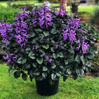 Spur Flower Velvet Idol (Plectranthus) - Ladybird Nursery
