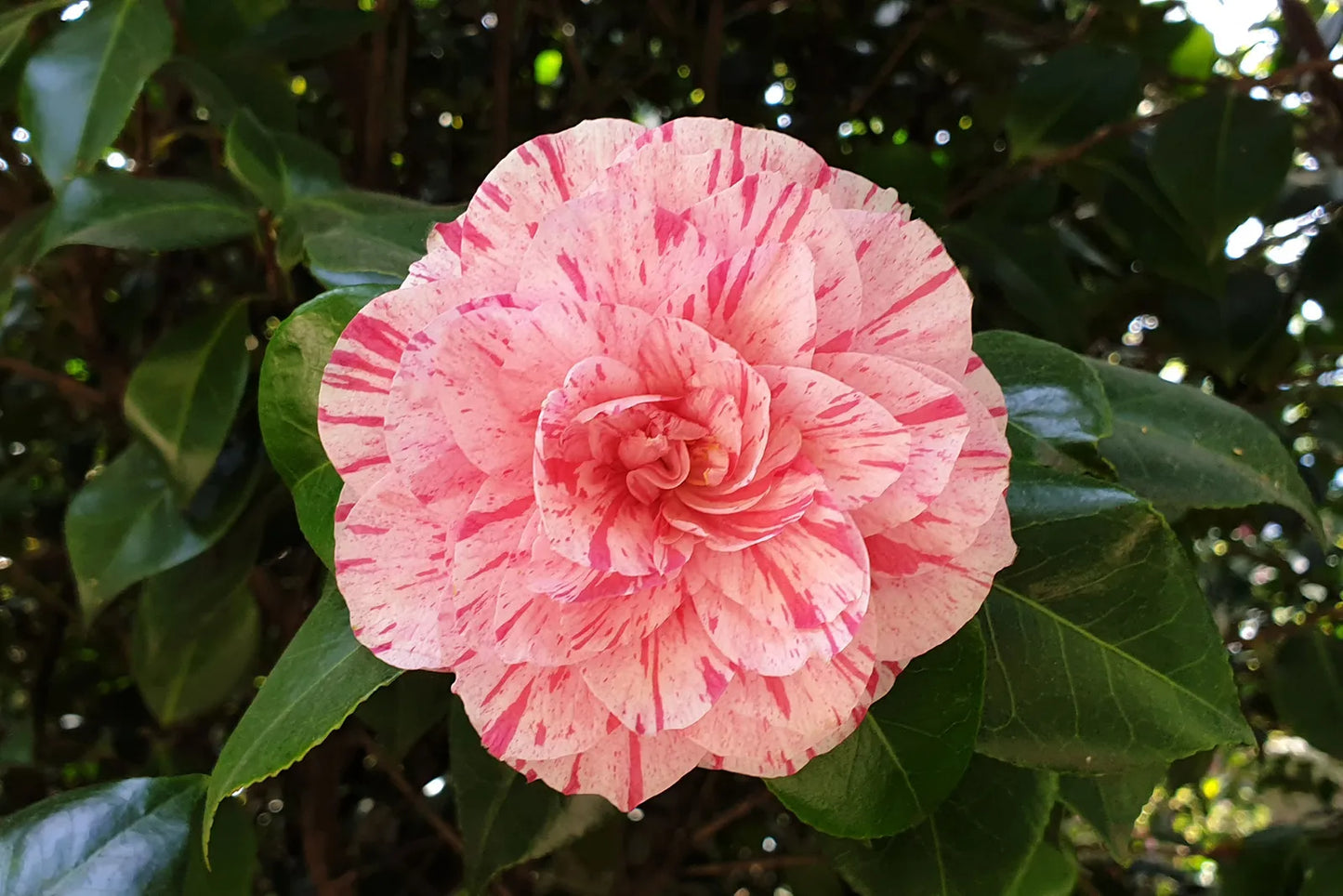 Camellia Helenor (Camellia Japonica)
