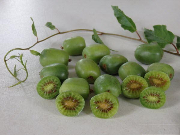 Kiwiberry 'Issai' 200mm