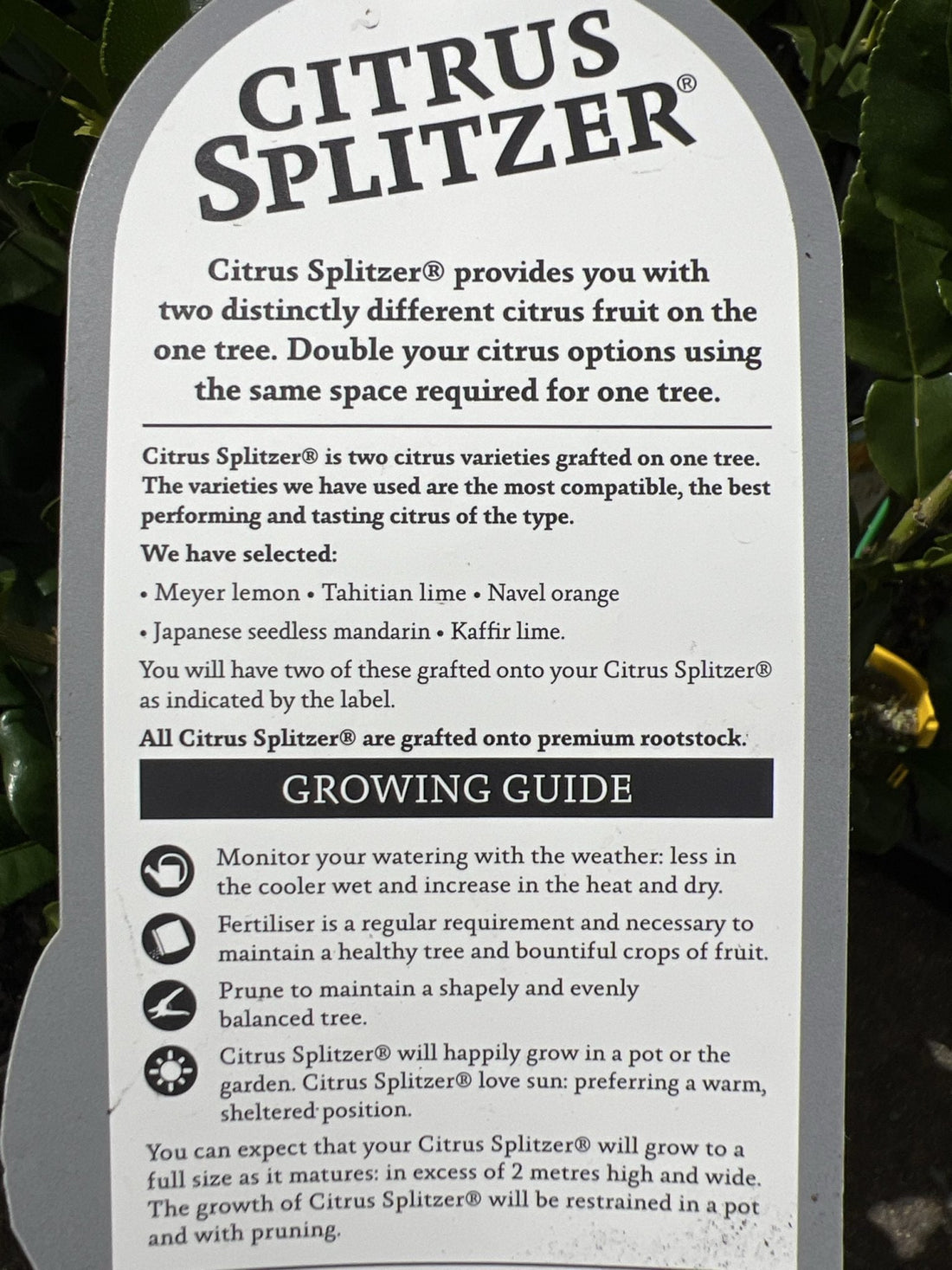 Lime & Kaffir Tree (QLD Only) - Ladybird Nursery