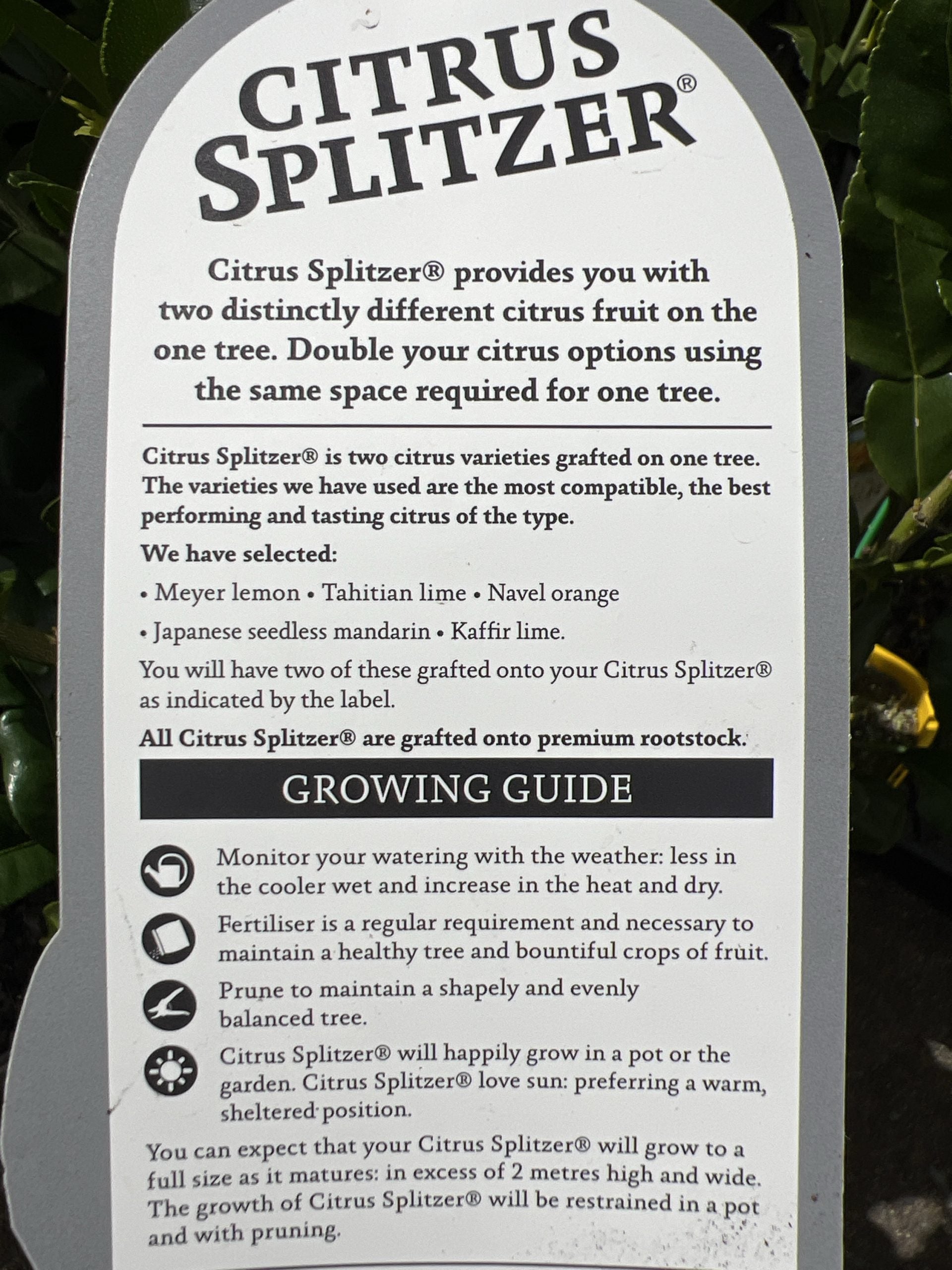 Lime &amp; Kaffir Tree