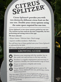 Lime &amp; Kaffir Tree