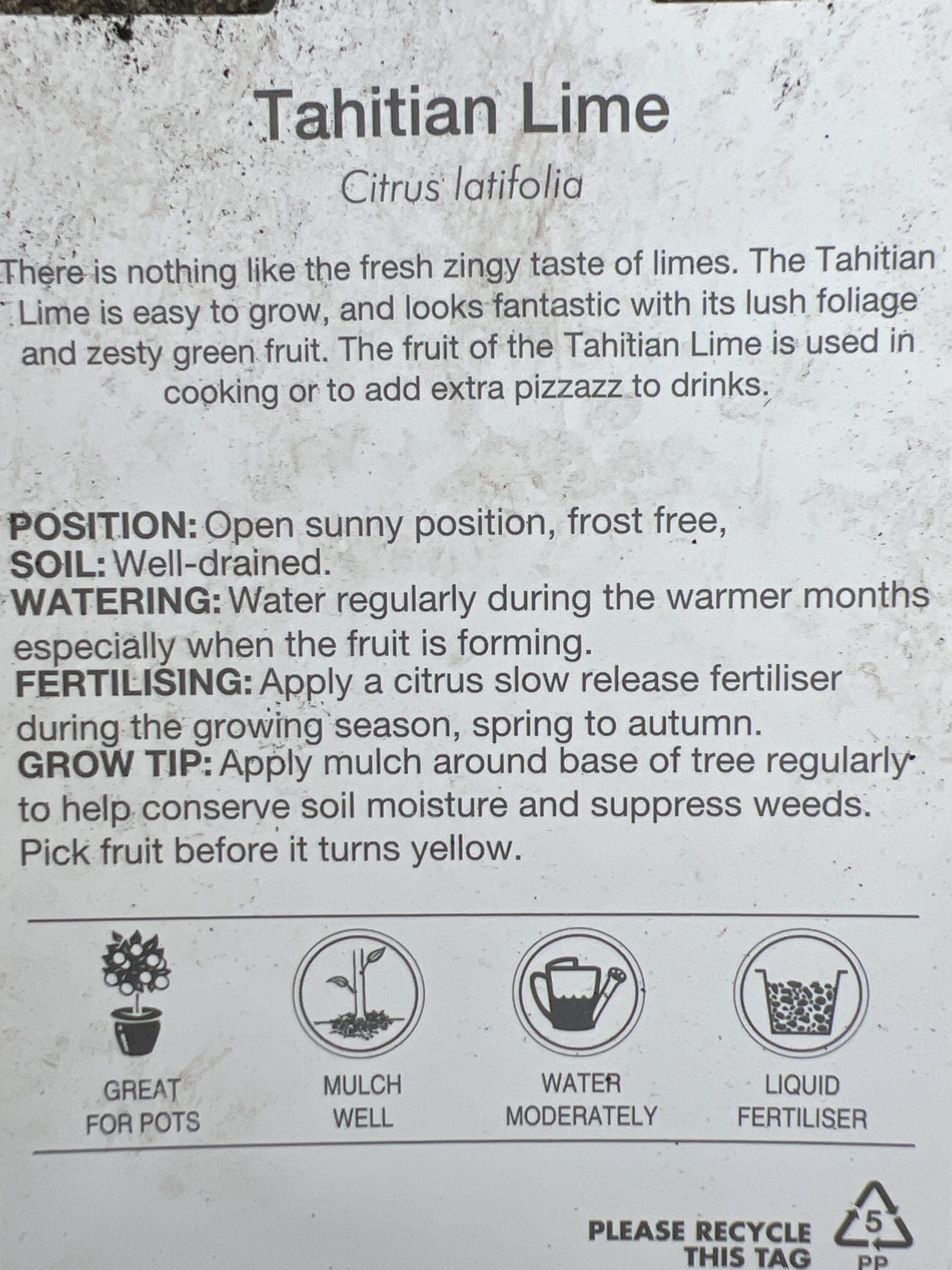 Lime 'Tahitian' 330mm Wine Barrel Pot (Pickup Only)