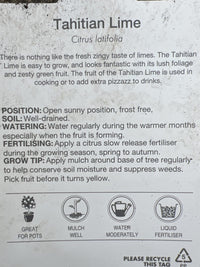 Lime 'Tahitian' 330mm Wine Barrel Pot (Pickup Only)