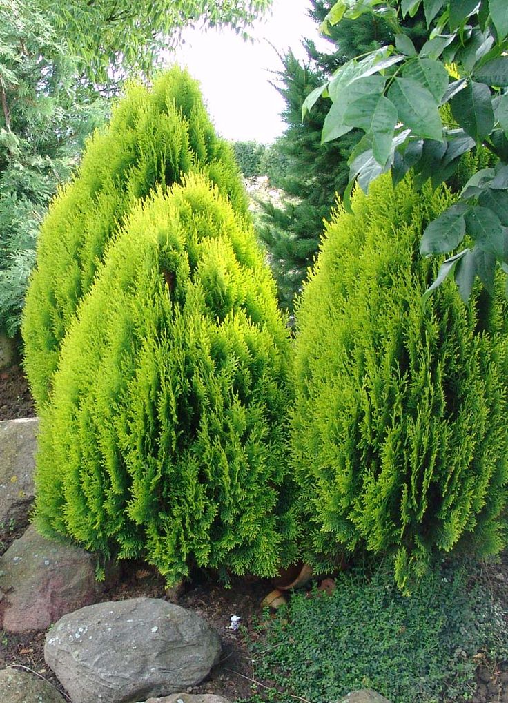 Arborvitae Lucasii (Thuja orientalis) - Ladybird Nursery