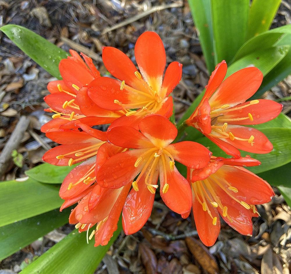Clivia Belgian Hybrid - Ladybird Nursery