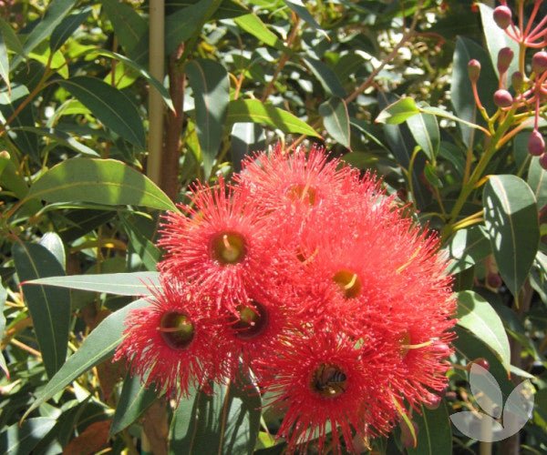 Red Flowering Gum Wildfire Grafted (Corymbia ficifolia) - Ladybird Nursery