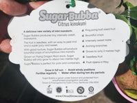 Advanced Dwarf Sugar Bubba Mandarin 400mm (PICK UP ONLY)