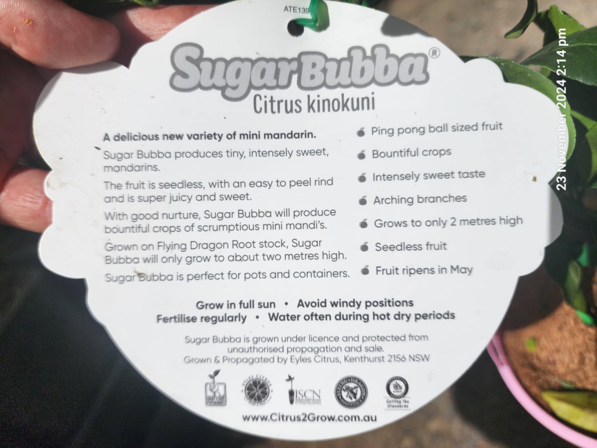 Advanced Dwarf Sugar Bubba Mandarin 400mm (PICKUP ONLY) - Ladybird Nursery