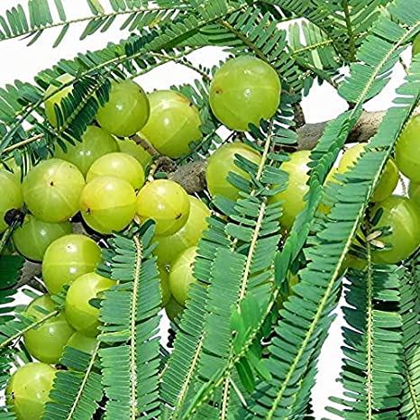 Amla (Indian Gooseberry) Large