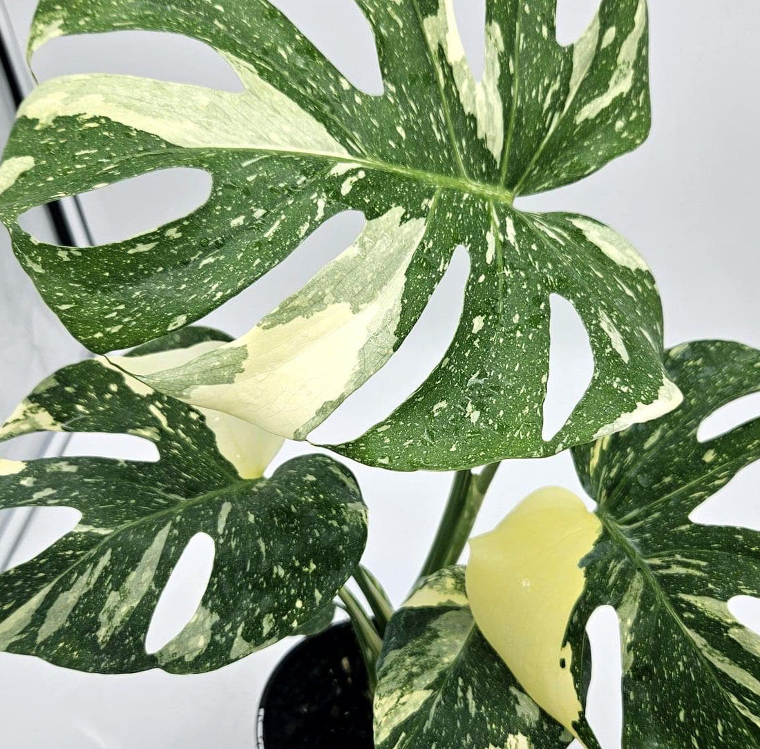 Monstera 'Thai Constellation' - Ladybird Nursery