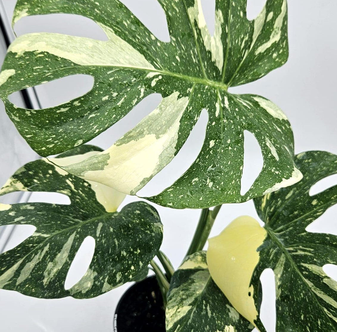 Monstera 'Thai Constellation' - Ladybird Nursery