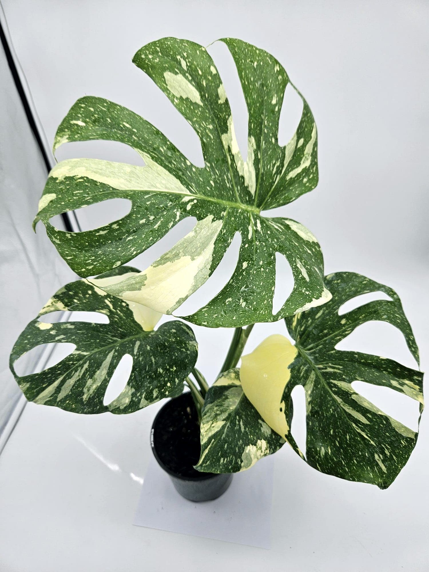 Monstera 'Thai Constellation'