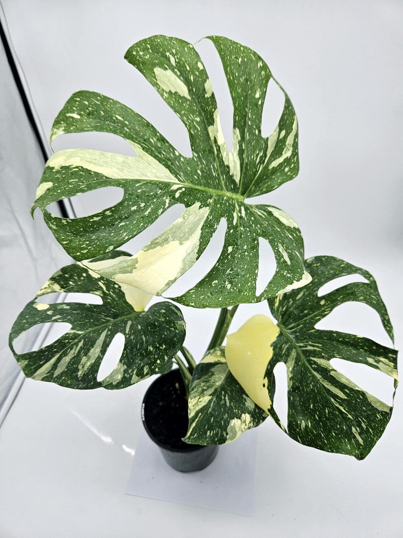 Monstera 'Thai Constellation'