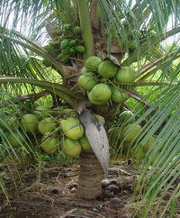 Malay Dwarf Green Coconut Tree - Ladybird Nursery